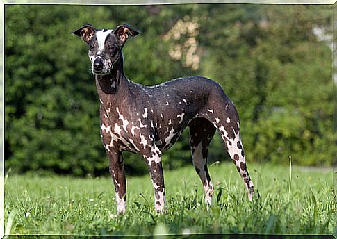 hairless dog peru