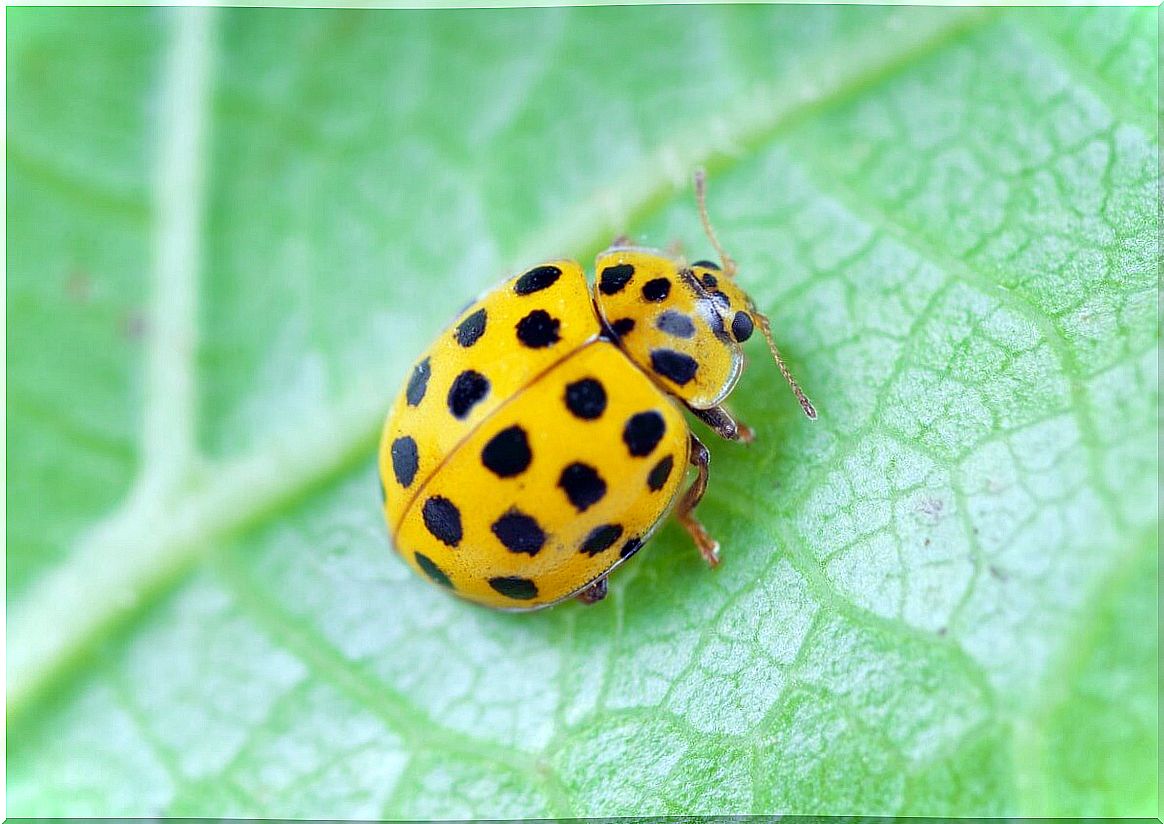 12 types of ladybugs