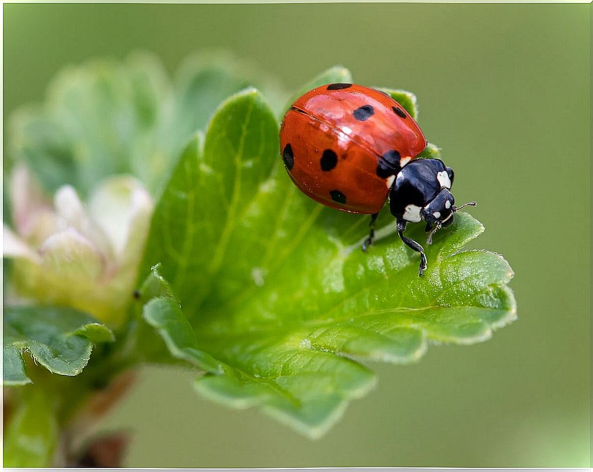 One of a kind of ladybugs.