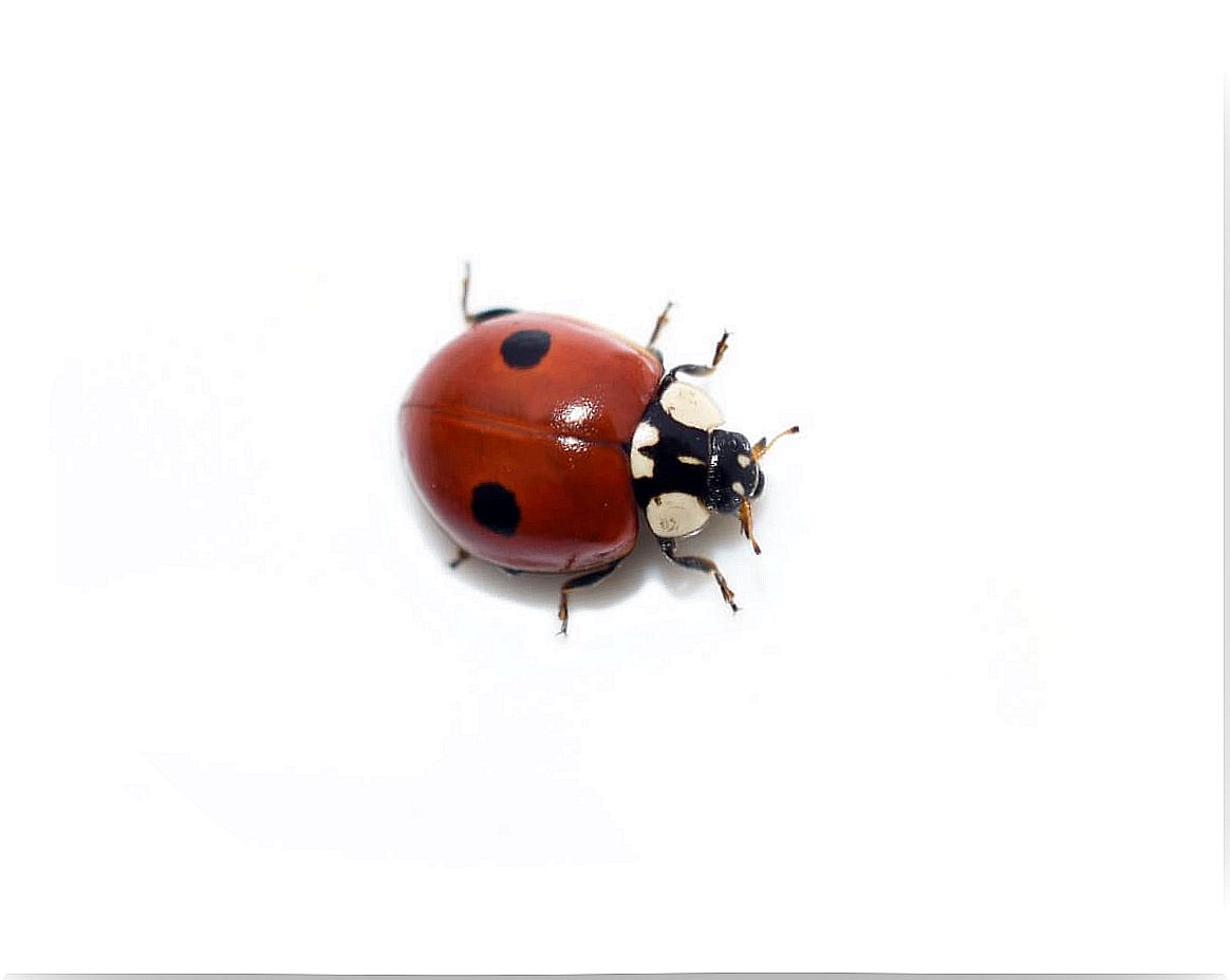 A 2-point ladybug.