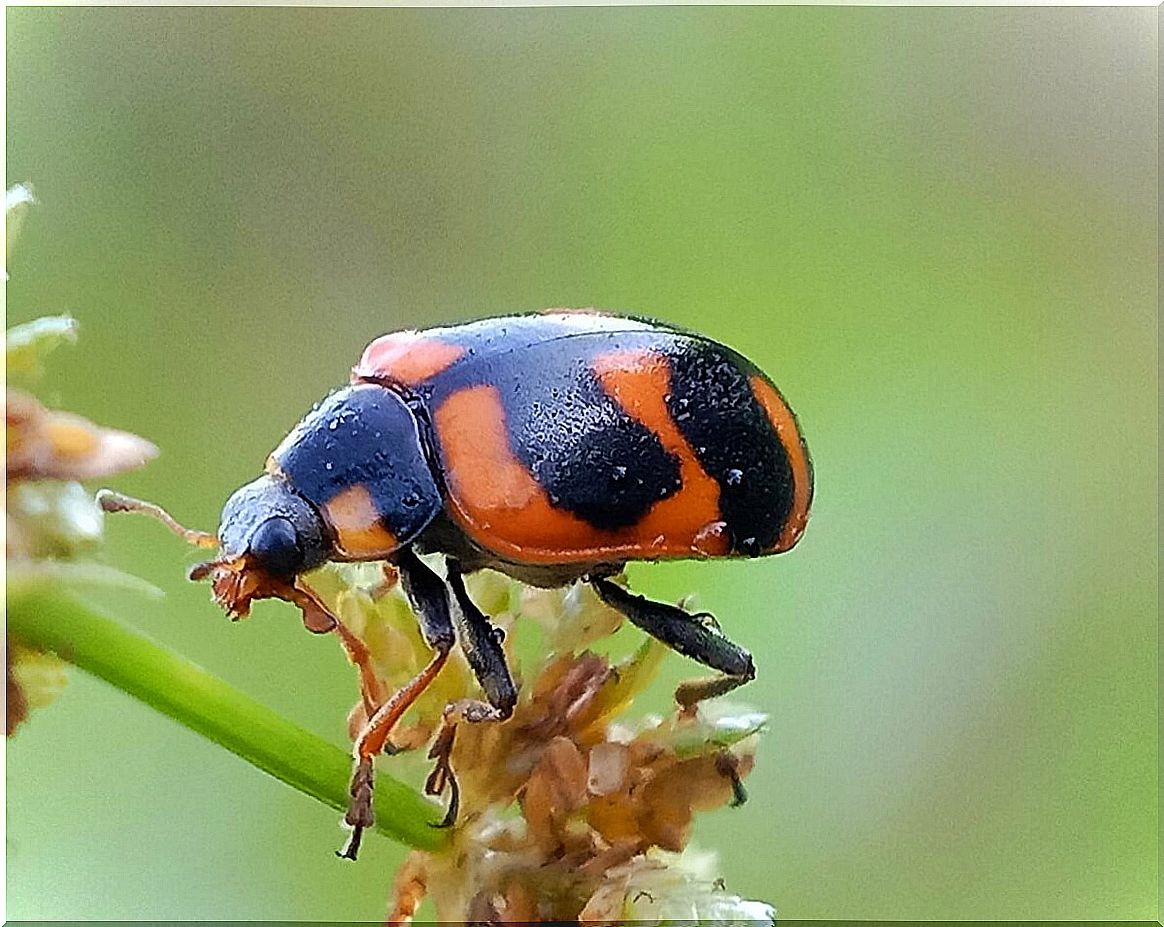 A strange ladybug.