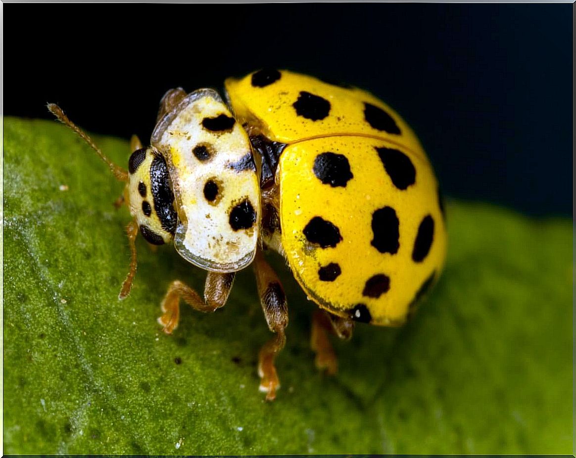 Another one of the types of ladybugs.