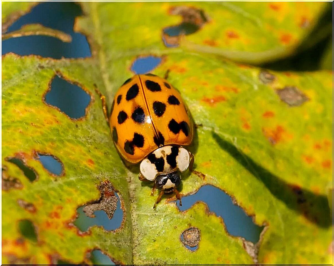 Another one of the types of ladybugs.