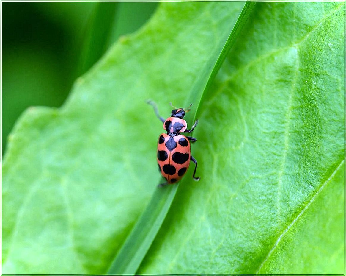 Another one of the types of ladybugs.