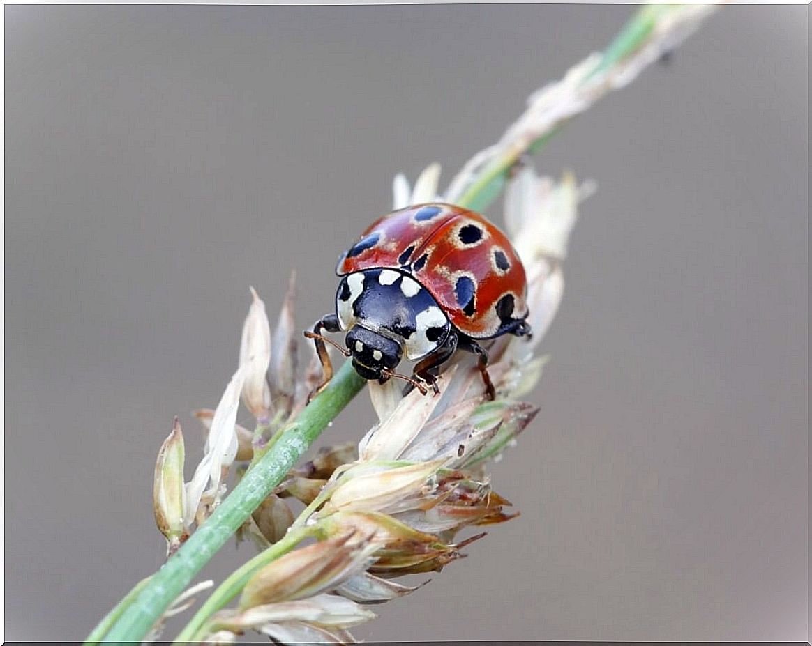 Un ejemplar de Anatis ocellata.