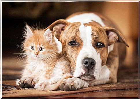 heat stroke in cats and dogs