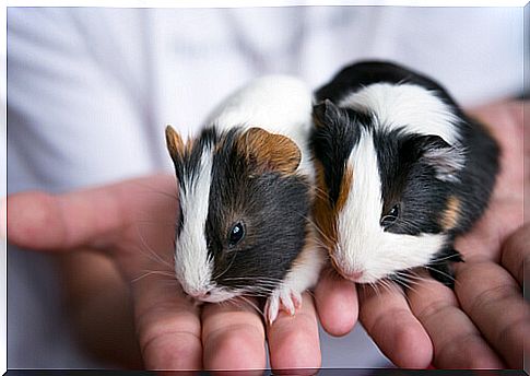 4 guinea pig skin care