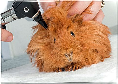 Examining guinea pig