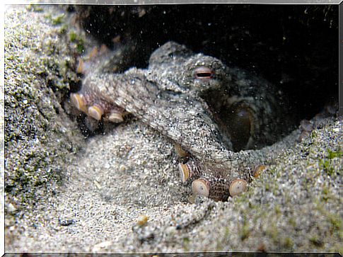 California two-spotted octopus