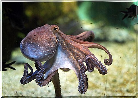 Common octopus characteristics: habitat