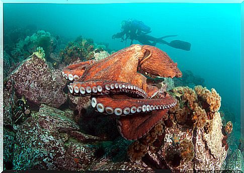 Characteristics of the giant Pacific octopus