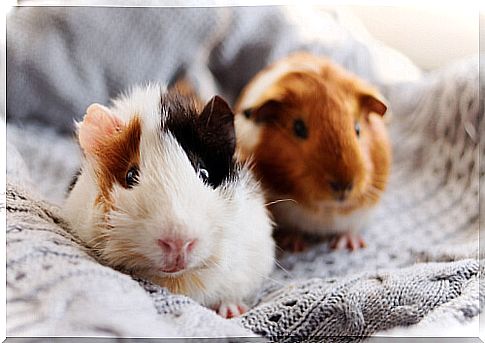 Guinea pig as a pet