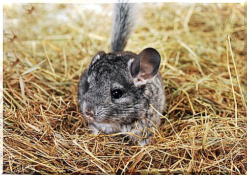 Chinchilla as a pet