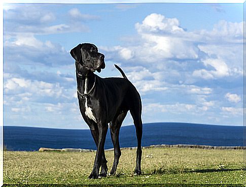 5 large dog breeds