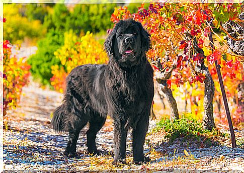 Large dogs: Newfoundland