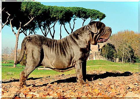 Large dogs: Neapolitan Mastiff