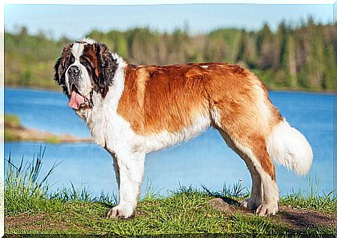 Large dogs: Saint Bernard