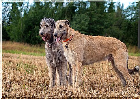 Large Dogs: Irish Wolfhound