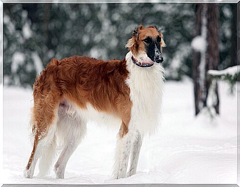 Greyhound breeds: Russian