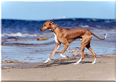 Greyhound breeds Azawakh