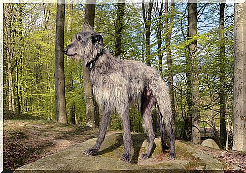 Greyhound breeds: Scottish