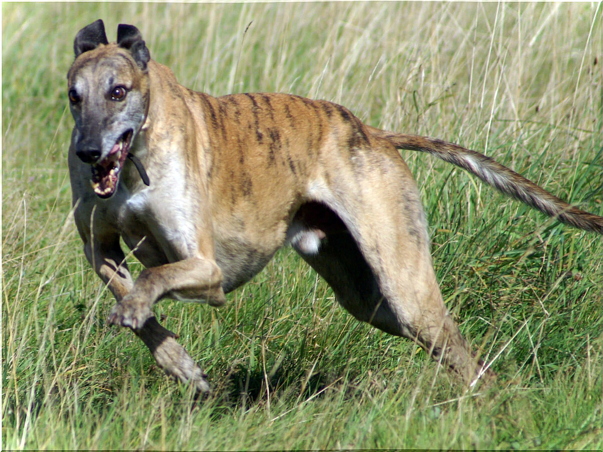 Razas de galgo: banjara