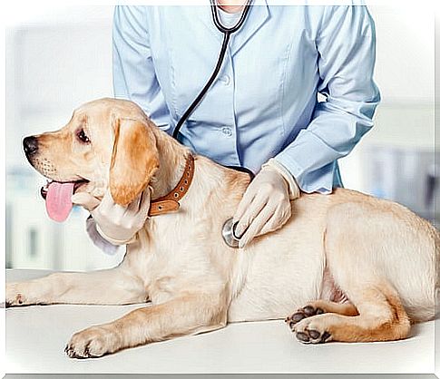 5 most common veterinary problems