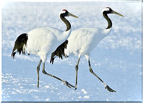 5 national birds of Asia