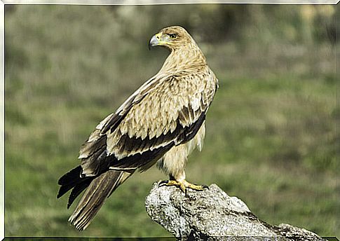 Iberian imperial eagle or Aquila adalberti