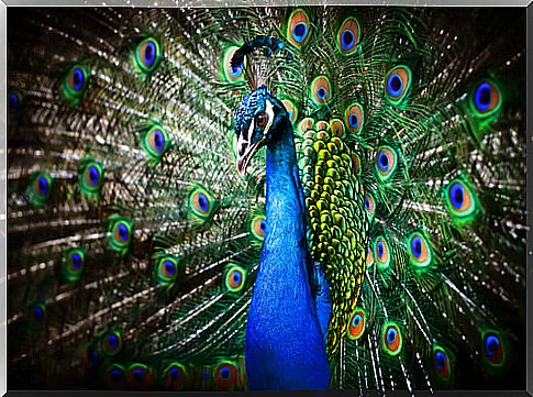 Peacock: characteristics