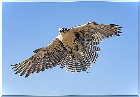 Peregrine Falcon: Speed