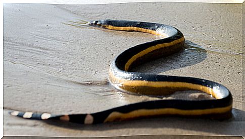 5 sea snakes