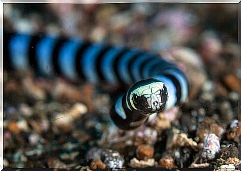 Broad-nosed sea snake