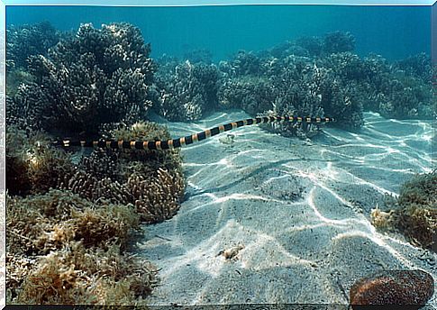 New Caledonian Sea Snake