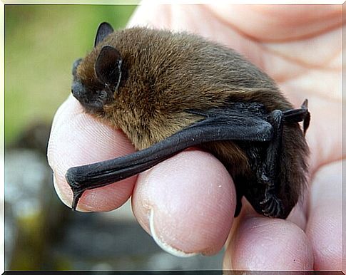 Common bat