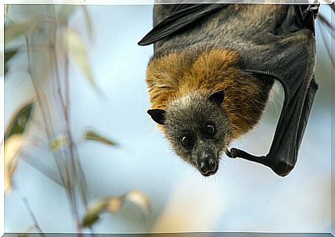 Flying fox: bat