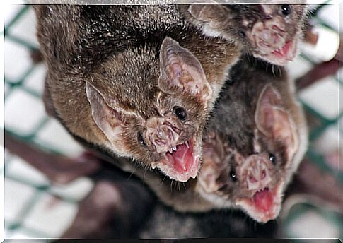 Common vampire bat