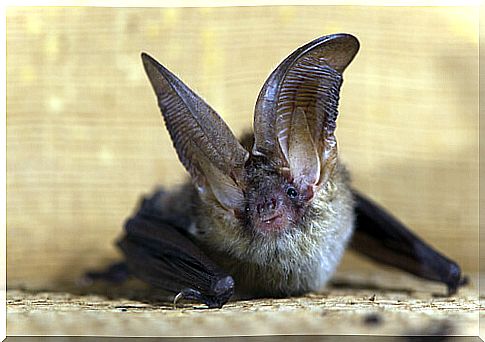 Southern long-eared bat