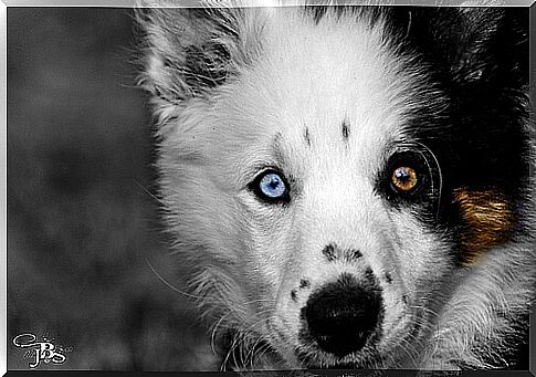 Dogs with one eye of each color