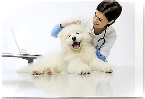 Dirofilaria in dogs: treatment