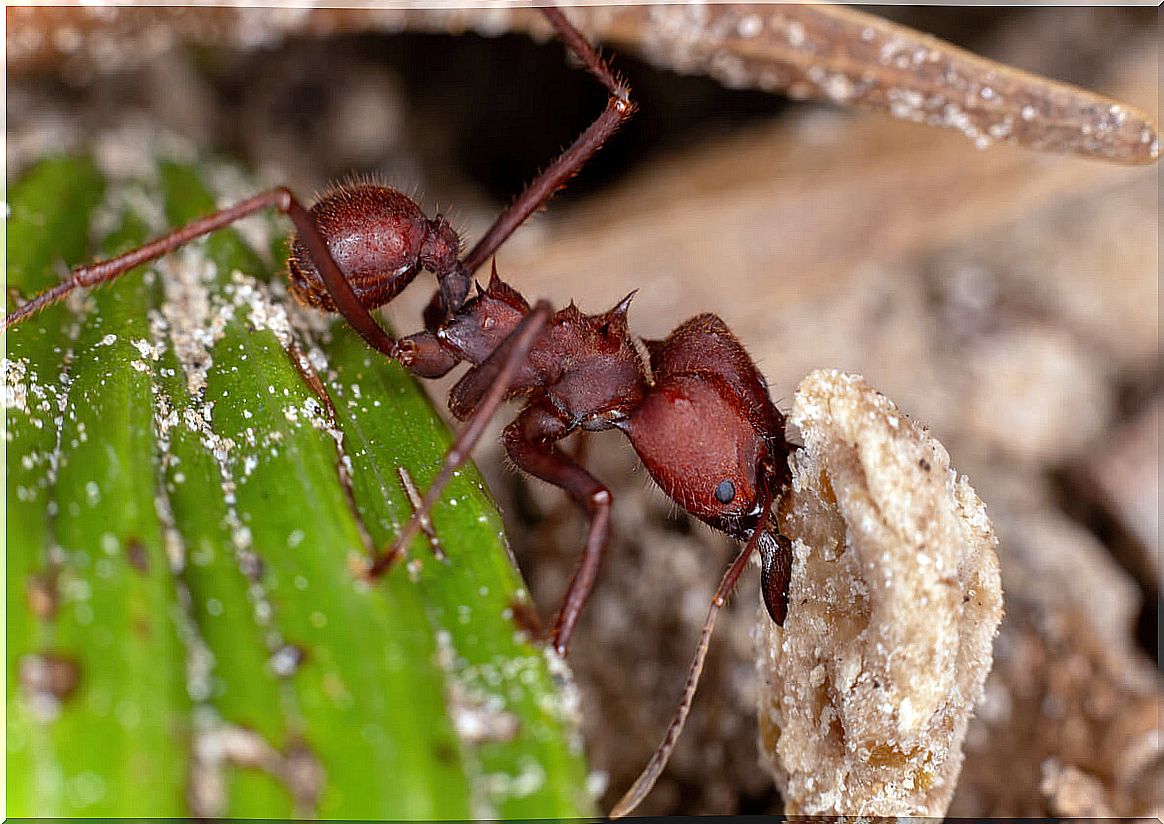 There are ants that feed on ants.