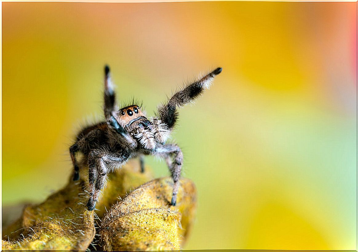 A jumpy with its legs up high.