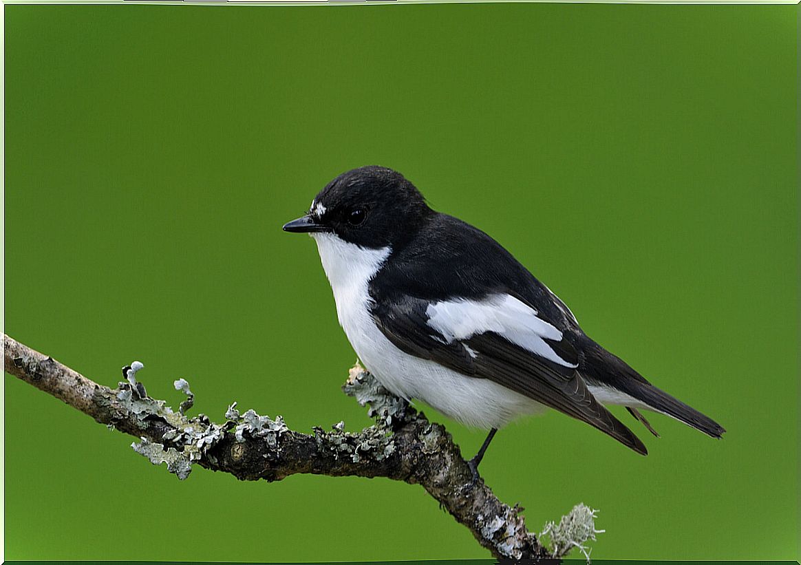 Flycatchers eat ants.