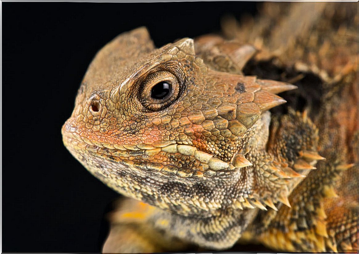 A horned lizard.