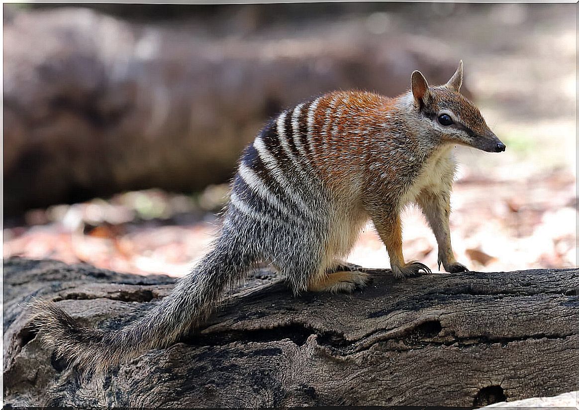 The numbat is one of the animals that feed on ants.