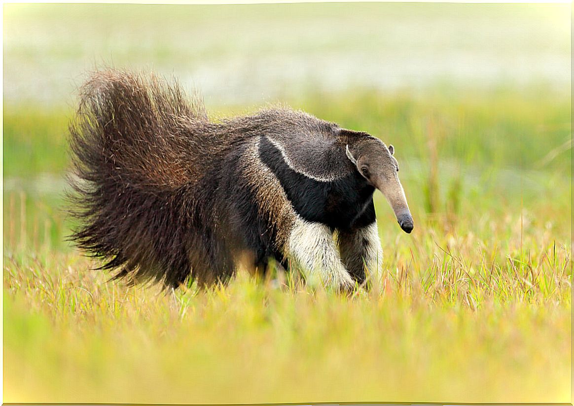 An anteater walking.