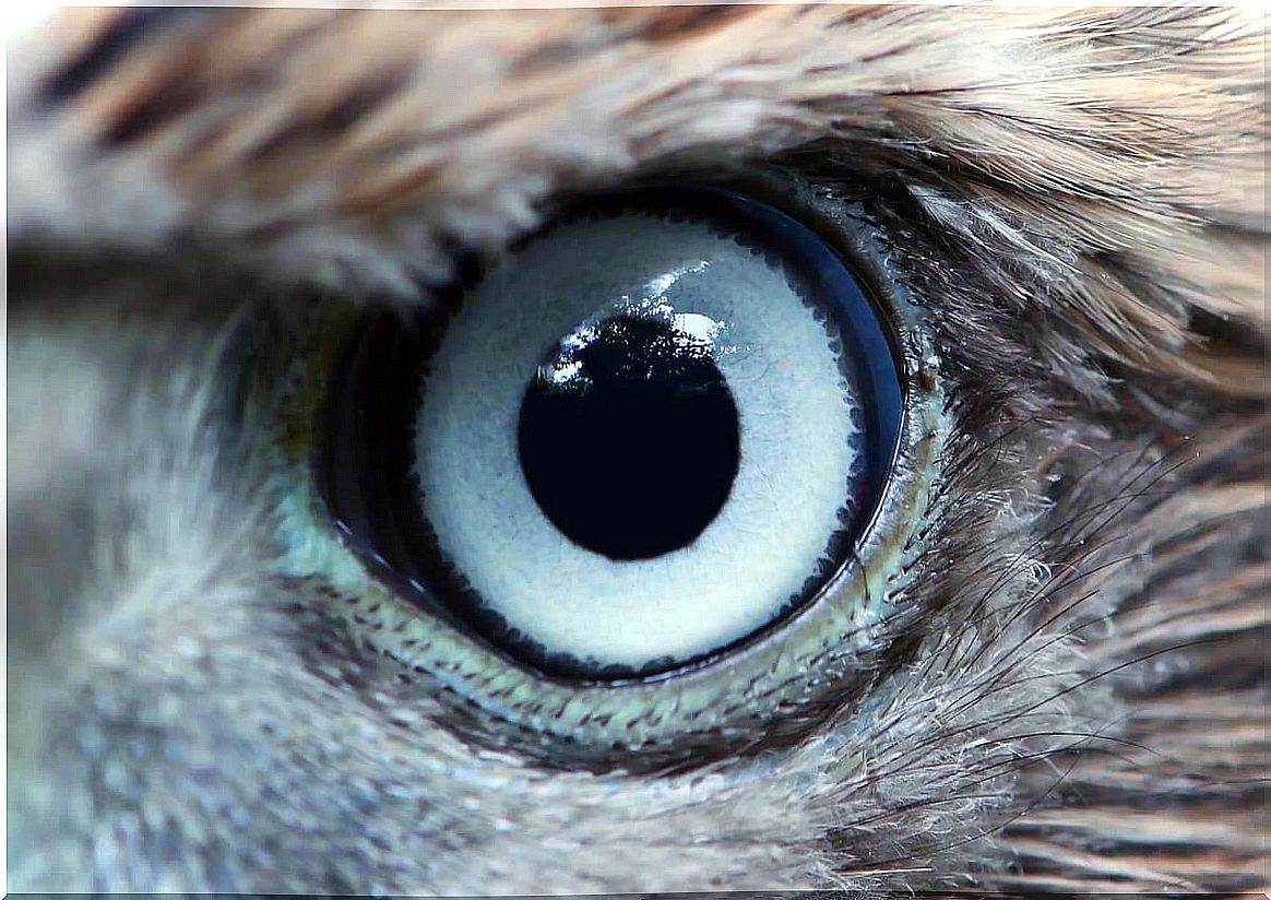 The eye of an eagle.