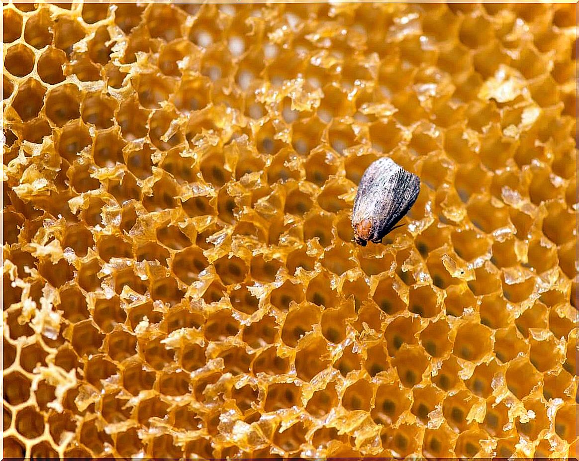 The wax moth is one of the animals with super senses.