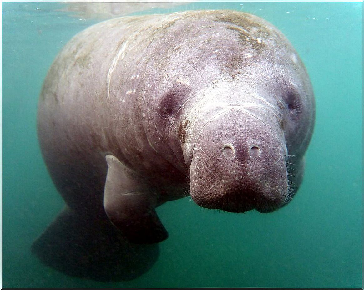 The manatee is one of the animals with super senses.