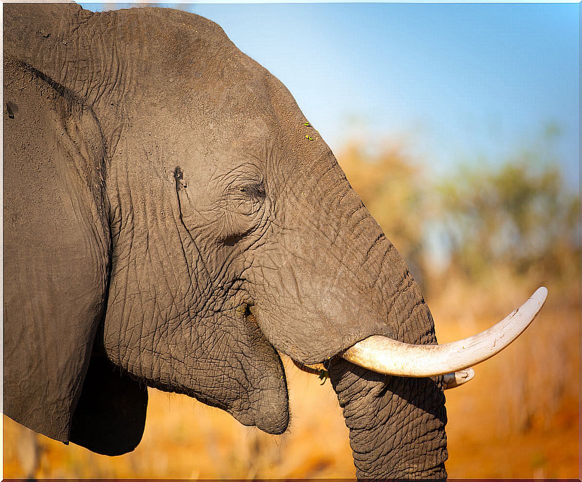 Protect elephants from poaching.